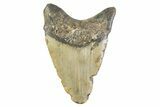 Bargain, Fossil Megalodon Tooth - North Carolina #373161-1